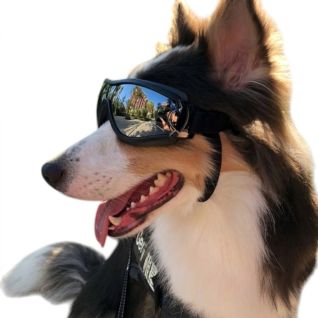 Gafas solares para perros protección UV para paseos